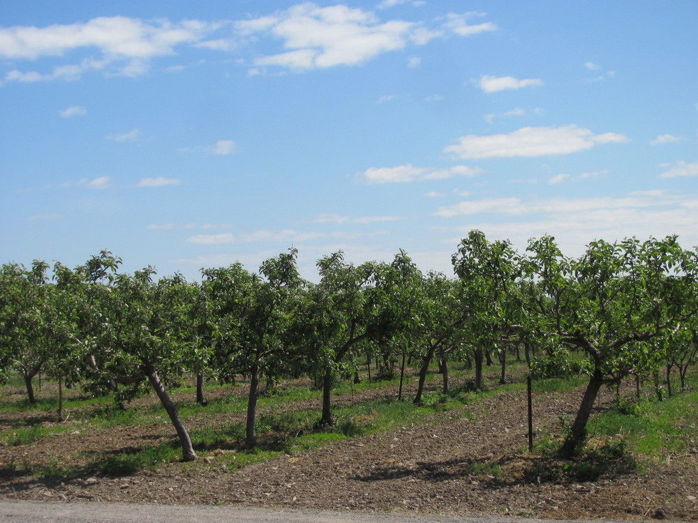 Countryside Bed & Breakfast Niagara-on-the-Lake Εξωτερικό φωτογραφία